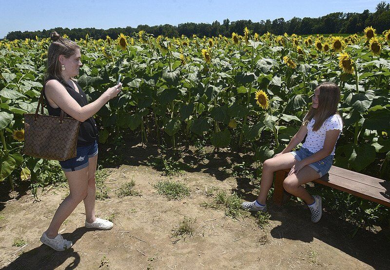 A Golden Spectacle: First of two blooms unfold at Paris farm's sunflower maze